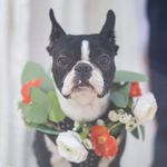 Maisie Bean - @maisie_the_boston - Instagram