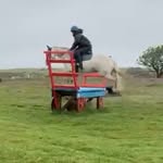 Maisie Daniel - @eventing._maisie - Instagram