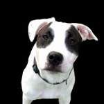 Maisie Johnson - @furbabies_mj - Instagram