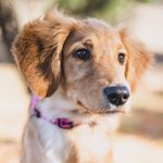 Maisie Marks - @maisiepuppydoodle - Instagram
