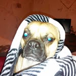 Maisie the chug - @maisie_smalls - Instagram