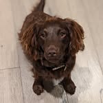 Maisie Sutton-Thompson - @maisie_the_cocker_poo - Instagram