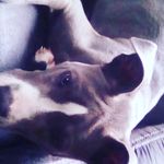 maison greenwell - @maison.greenwell - Instagram