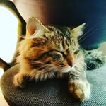 Мэйсон - @maison_lovely_cat - Instagram