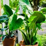 Maison Martinez - @maison_martinez_nola - Instagram