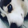 Maison Roberts - @_bluthehusky_ - TikTok
