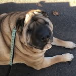 Maison - @maison_sharpei - Instagram