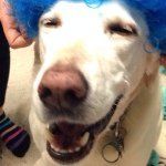 Maison Stanley - @abby_dog_awesome428 - Instagram