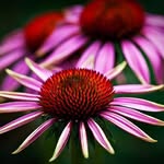 Maison Thompson - @maisonthompson - Instagram