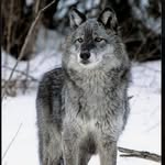 Maison - @maison_wolf_101 - Instagram
