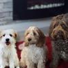Bailey,Maisy,Connie - @baileymaisyconnie.xo - TikTok