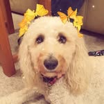 Maisy Bailey 🐶 - @maisy_doodlee - Instagram