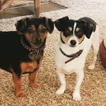 Maisy&Bailey - @maisybailey12 - Instagram