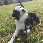 Maisy - Black Tri Aussie - @maisy_theaussie - Instagram