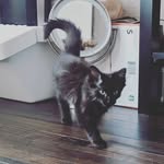 Maisy Cherubini - @maisy_black_cat - Instagram