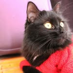 Maisy - @maisyblackcat - Instagram