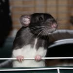 Maisy Brooks - @maisy_the_rat - Instagram