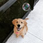 Maisy Brown - @crazymaisythegolden - Instagram