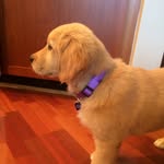 Maisy The Golden Dogo - @maisy_carter - Instagram