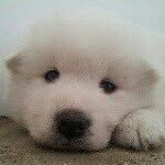 Maisy Bear Chan - @maiseballs - Instagram