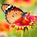 Maisy Chan - Facebook
