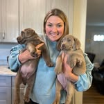 Mackerel & Maisy Silver lab twins +Chase the Yellow lab - @silverlabs_mac_n_maisy - Instagram