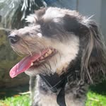 Maisy Cookies Deluca - @maisycookiesdeluca - Instagram