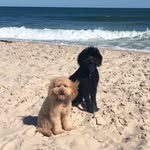 COOPER & MAISY - @cooper.and.maisy - Instagram