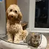 Maisy And Cooper ❤️🐈🐶 - @maisy.and.cooper - TikTok