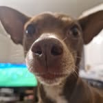 Maisy hall - @omg_its_maisymoomoo - Instagram