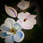 Maisy Ho - Facebook