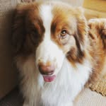 Maisy & Jackson - @doggys12345 - Instagram