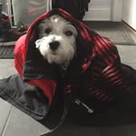 Maisy Ryan - @maisysnowbear - Instagram
