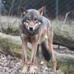 Maisy Ryan - @masiywolvessss - Instagram