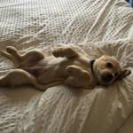 Maisy Taylor - @lazymaisythepup - Instagram
