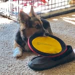 Maisy Taylor - @miss_maisy_bark_two - Instagram