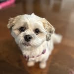 Maisy Thomas - @maisymae_shihtzu - Instagram