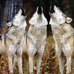 MaisyThomas - @mountiancamp206.4_h - Instagram
