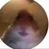 x.maisy.x - @x.maisy.webb.x - TikTok