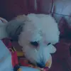 Maisie Webster - @maisie.webster5 - TikTok