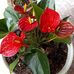 Maite Castañeda - Facebook