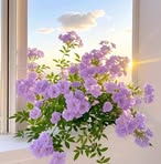 Mai Thao Le - Facebook