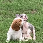 MAJA&BAILEY Frenchie/Cavalier - @baileyandmaja - Instagram