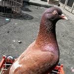 Maja Bird Farm - @maja_bf_llg - Instagram