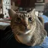 maja - @maja.bird - TikTok
