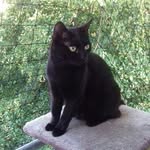 Emily Erdbeer - @maja.black_cat - Instagram