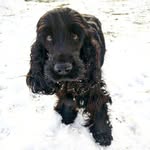 @maja.black.cockerspaniel - Instagram