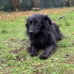 Maja 🐕‍🦺 - @majablacktail - Instagram