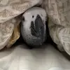 Maja - @graymaja - TikTok