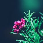 Maja Hahn - @simply.white_tv - Instagram